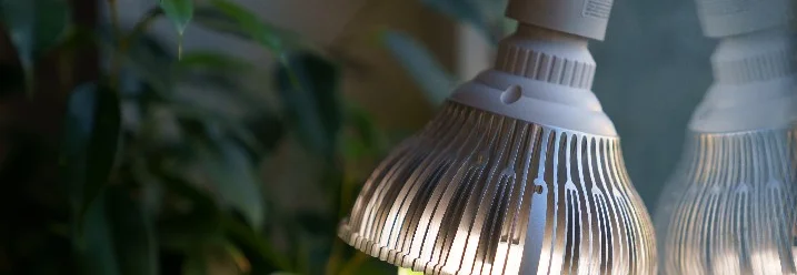 Pflanze wird von Lampe beleuchtet